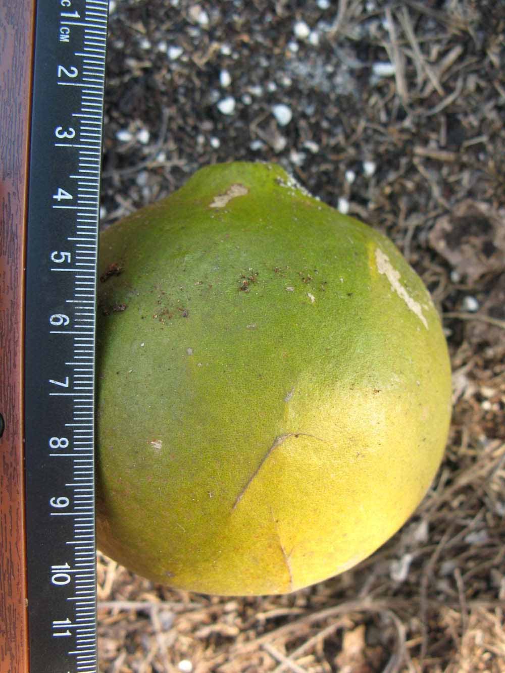              Fruit (Nigerian Powder Flask, Winter Haven, FL)       